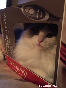 Avery the Ragdoll: A Heartwarming Story of Love, Loss, and Compassion