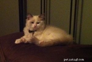 Avery the Ragdoll: A Heartwarming Story of Love, Loss, and Compassion