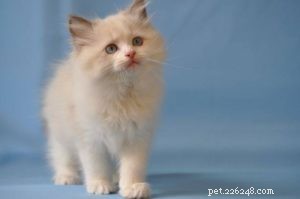 Avery the Ragdoll: A Heartwarming Story of Love, Loss, and Compassion