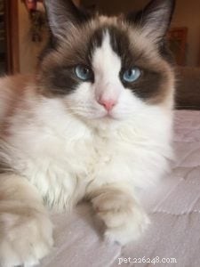 Ash & Addie: A Ragdoll Cat Rehoming Success Story