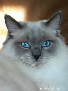 Ash & Addie: A Ragdoll Cat Rehoming Success Story