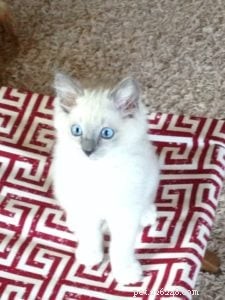 Ash & Addie: A Ragdoll Cat Rehoming Success Story