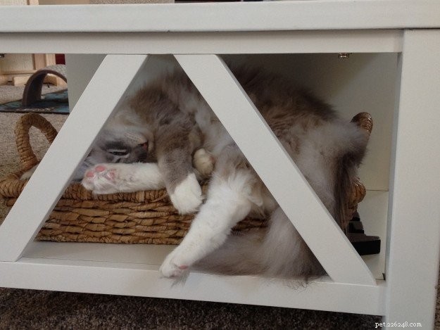 Showcase: Ragdoll Cats Paws‑Crossed Gallery – Submit Yours!