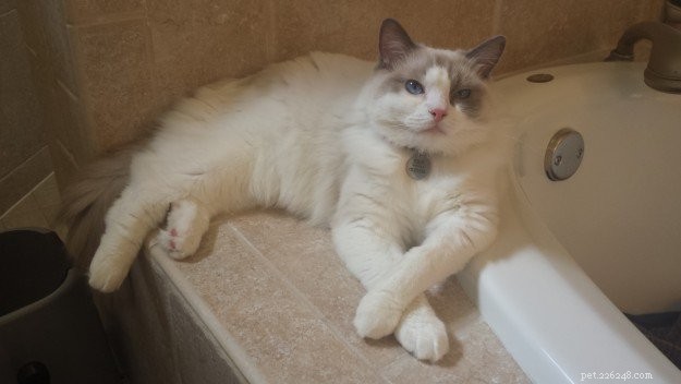Showcase: Ragdoll Cats Paws‑Crossed Gallery – Submit Yours!