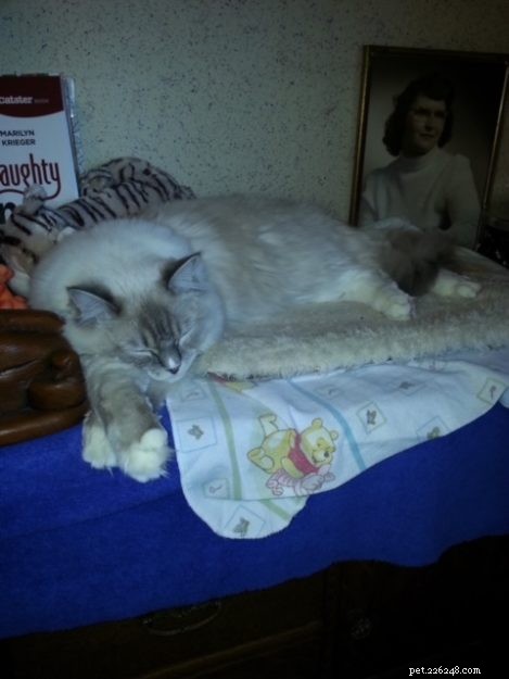 Showcase: Ragdoll Cats Paws‑Crossed Gallery – Submit Yours!