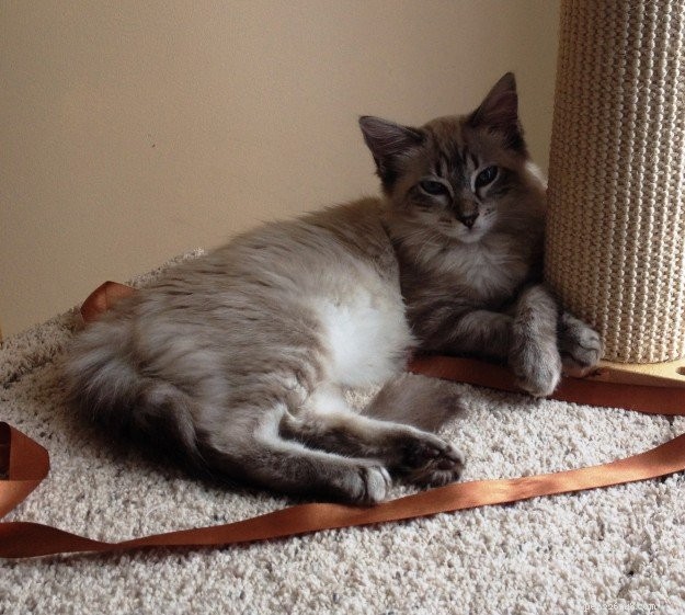 Showcase: Ragdoll Cats Paws‑Crossed Gallery – Submit Yours!