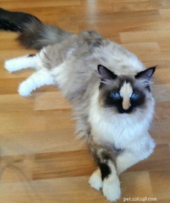 Showcase: Ragdoll Cats Paws‑Crossed Gallery – Submit Yours!