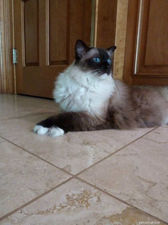Showcase: Ragdoll Cats Paws‑Crossed Gallery – Submit Yours!