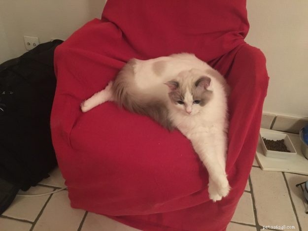 Showcase: Ragdoll Cats Paws‑Crossed Gallery – Submit Yours!