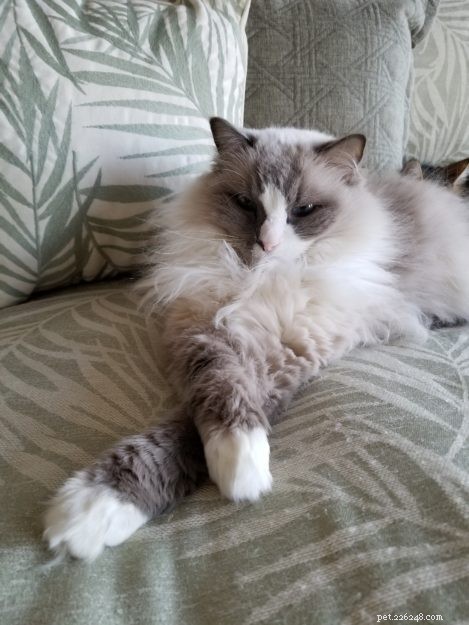 Showcase: Ragdoll Cats Paws‑Crossed Gallery – Submit Yours!