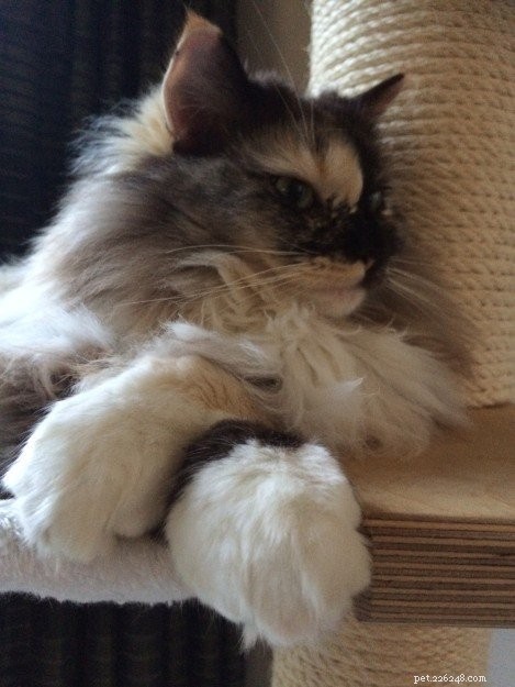 Showcase: Ragdoll Cats Paws‑Crossed Gallery – Submit Yours!