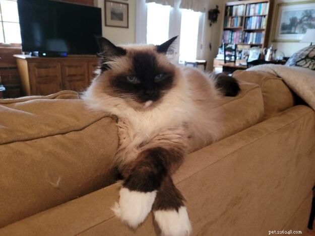Showcase: Ragdoll Cats Paws‑Crossed Gallery – Submit Yours!