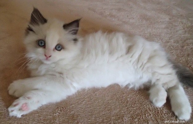 Showcase: Ragdoll Cats Paws‑Crossed Gallery – Submit Yours!