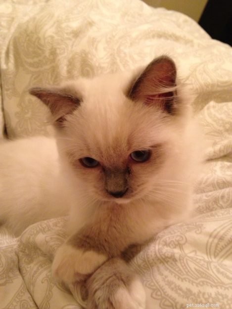 Showcase: Ragdoll Cats Paws‑Crossed Gallery – Submit Yours!