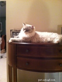 Showcase: Ragdoll Cats Paws‑Crossed Gallery – Submit Yours!