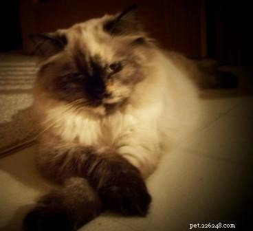 Showcase: Ragdoll Cats Paws‑Crossed Gallery – Submit Yours!