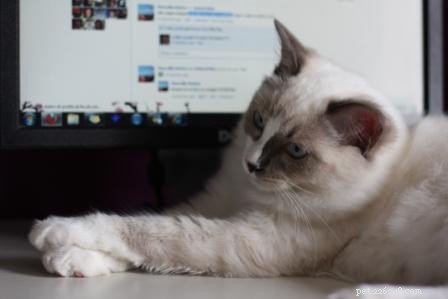 Showcase: Ragdoll Cats Paws‑Crossed Gallery – Submit Yours!