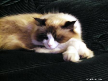 Showcase: Ragdoll Cats Paws‑Crossed Gallery – Submit Yours!