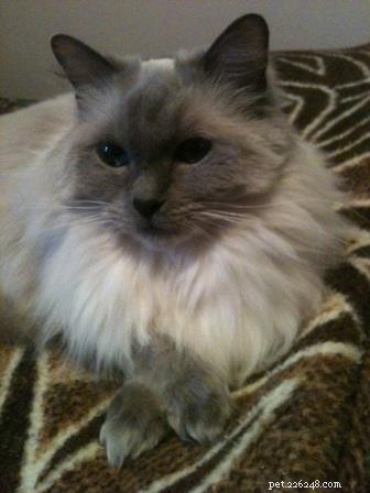 Showcase: Ragdoll Cats Paws‑Crossed Gallery – Submit Yours!