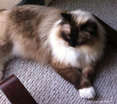 Showcase: Ragdoll Cats Paws‑Crossed Gallery – Submit Yours!