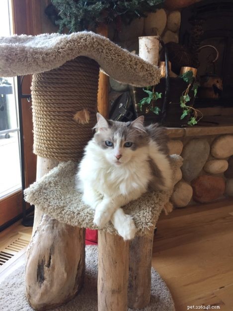 Showcase: Ragdoll Cats Paws‑Crossed Gallery – Submit Yours!