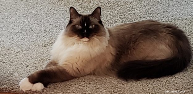 Showcase: Ragdoll Cats Paws‑Crossed Gallery – Submit Yours!