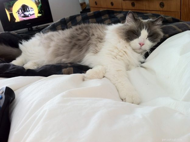 Showcase: Ragdoll Cats Paws‑Crossed Gallery – Submit Yours!