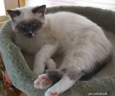 Showcase: Ragdoll Cats Paws‑Crossed Gallery – Submit Yours!