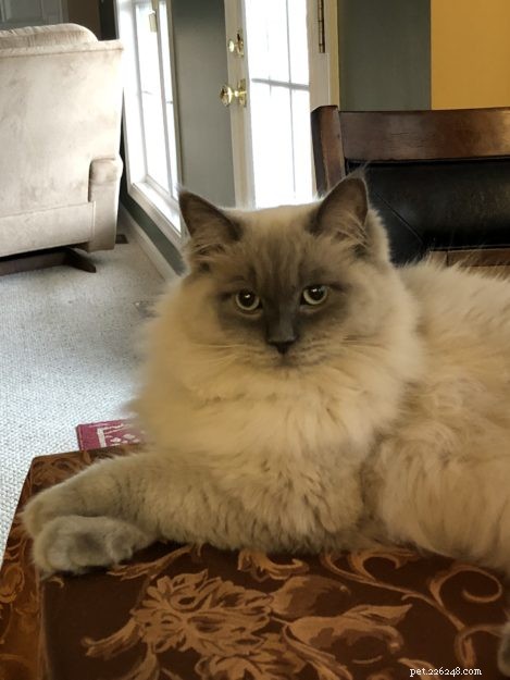 Showcase: Ragdoll Cats Paws‑Crossed Gallery – Submit Yours!