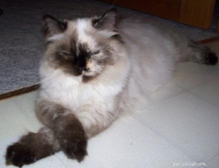 Showcase: Ragdoll Cats Paws‑Crossed Gallery – Submit Yours!