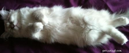 Showcase: Ragdoll Cats Paws‑Crossed Gallery – Submit Yours!