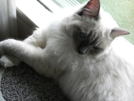 Showcase: Ragdoll Cats Paws‑Crossed Gallery – Submit Yours!