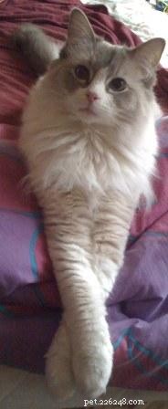 Showcase: Ragdoll Cats Paws‑Crossed Gallery – Submit Yours!