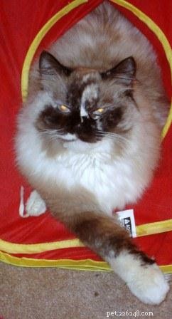 Showcase: Ragdoll Cats Paws‑Crossed Gallery – Submit Yours!