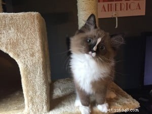 Meet Diego: The Ragdoll Kitten of the Month – A Story of Love and Adoption