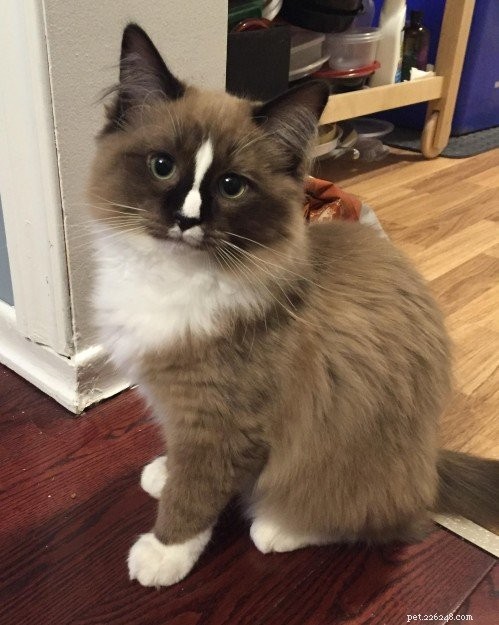 Meet Diego: The Ragdoll Kitten of the Month – A Story of Love and Adoption