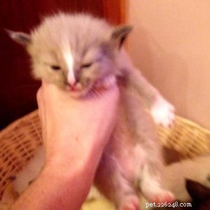 Meet Diego: The Ragdoll Kitten of the Month – A Story of Love and Adoption