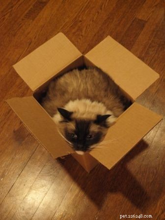 Showcase: Ragdoll Cats Paws‑Crossed Gallery – Submit Yours!