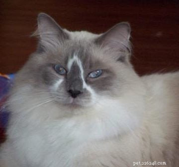 Showcase: Ragdoll Cats Paws‑Crossed Gallery – Submit Yours!