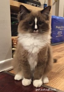 Meet Diego: The Ragdoll Kitten of the Month – A Story of Love and Adoption