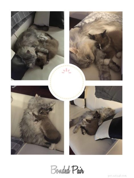 Meet Diego: The Ragdoll Kitten of the Month – A Story of Love and Adoption