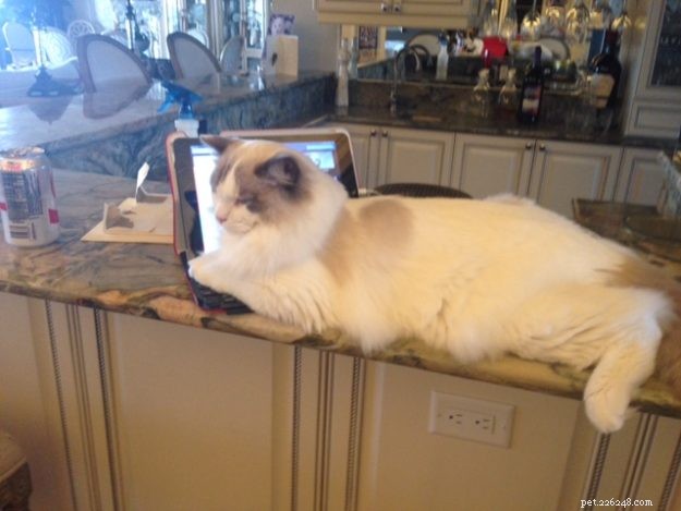 Widget: Honoring the Life of Our Cherished Ragdoll