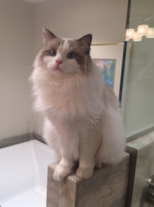 Widget: Honoring the Life of Our Cherished Ragdoll