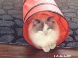 Widget: Honoring the Life of Our Cherished Ragdoll