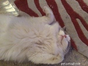 Widget: Honoring the Life of Our Cherished Ragdoll