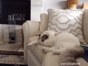 Widget: Honoring the Life of Our Cherished Ragdoll