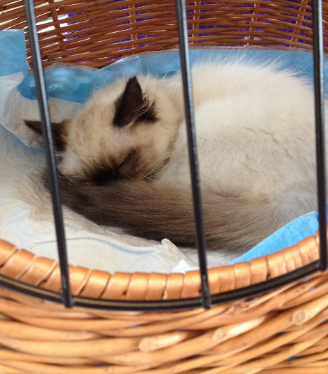 Moomin – The Ragdoll Cat of the Week: A Personal Journey