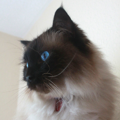 Moomin – The Ragdoll Cat of the Week: A Personal Journey