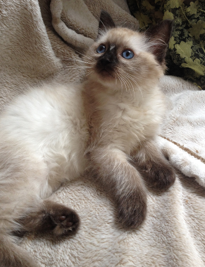 Moomin – The Ragdoll Cat of the Week: A Personal Journey