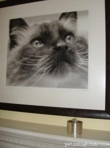 Coping with Cat Loss: Expert Tips for Healing After Your Feline Friend s Passing